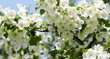 Ural objemný jabloň - odrůda přizpůsobená drsným podmínkám